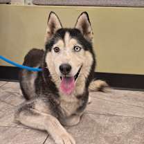 Thumbnail photo of Shiloh #1