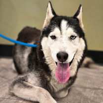 Thumbnail photo of Shiloh #2