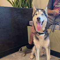 Thumbnail photo of Shiloh #3