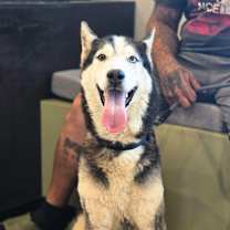 Thumbnail photo of Shiloh #4