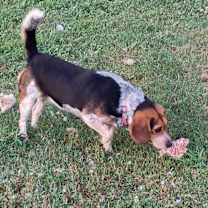 Thumbnail photo of Sweetie #2