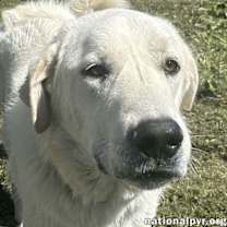 Thumbnail photo of Bentley in LA - Curliest Tail Award Winner! #1