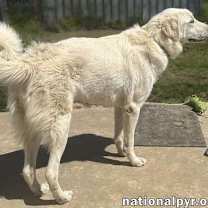 Thumbnail photo of Bentley in LA - Curliest Tail Award Winner! #2