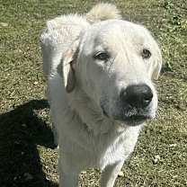 Thumbnail photo of Bentley in LA - Curliest Tail Award Winner! #3