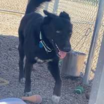 Thumbnail photo of Scruffy #3