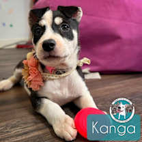 Thumbnail photo of Kanga LaPorte #1