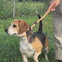 Thumbnail photo of Lizzie #4