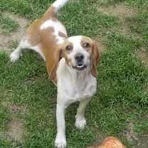 Thumbnail photo of Ginger #2