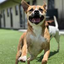 Thumbnail photo of Rocky #1