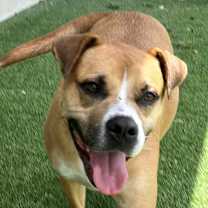 Thumbnail photo of Rocky #2