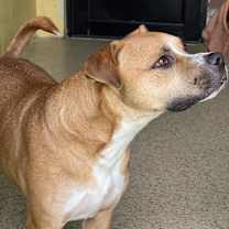 Thumbnail photo of Rocky #3