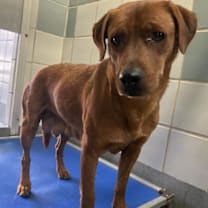 Thumbnail photo of Lola #2