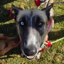 Thumbnail photo of Jetta L #1