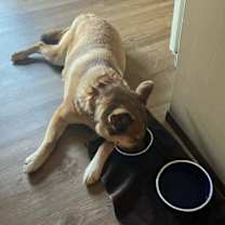 Thumbnail photo of Mocha #3