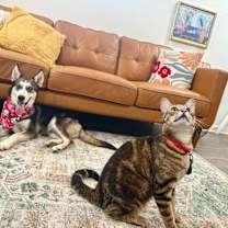 Thumbnail photo of Scout Oliver the cutie patootie kid loving puppy boy! #4