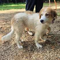 Thumbnail photo of Tator #3