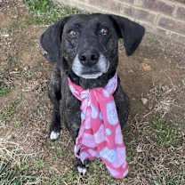 Thumbnail photo of Echo #3