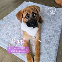 Thumbnail photo of Pearl #1