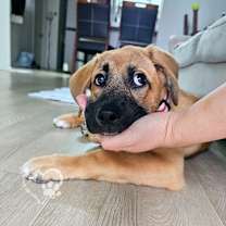 Thumbnail photo of Pearl #3