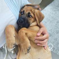 Thumbnail photo of Pearl #4