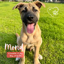 Thumbnail photo of Mond #1