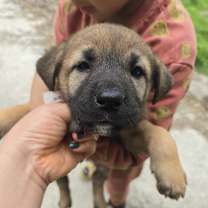 Thumbnail photo of Crystal #2