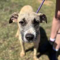 Thumbnail photo of Sunray #3