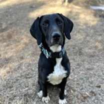 Thumbnail photo of Fergus #1