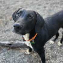 Thumbnail photo of Fergus #2