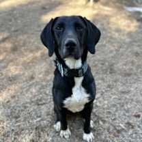 Thumbnail photo of Fergus #3