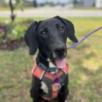 Thumbnail photo of Fergus #4