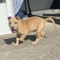 Thumbnail photo of Orange Sherbet #2