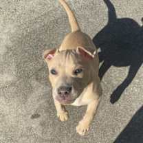 Thumbnail photo of Orange Sherbet #3