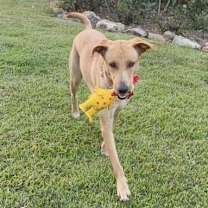 Thumbnail photo of Dragonfly #4