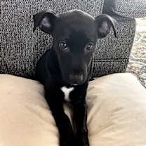 Thumbnail photo of Uno #2