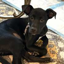 Thumbnail photo of Uno #4