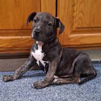 Thumbnail photo of Hamburglar #2