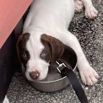 Thumbnail photo of Rambo's Fat Cat Biscuits #1