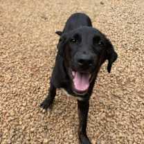 Thumbnail photo of Bacon #2