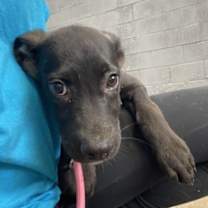 Thumbnail photo of Crepe #2