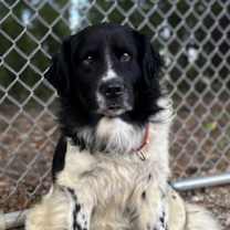 Thumbnail photo of Sargent Nubs #2