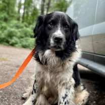 Thumbnail photo of Sargent Nubs #3