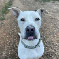 Thumbnail photo of Wagner #1