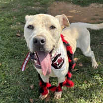 Thumbnail photo of Wagner #3