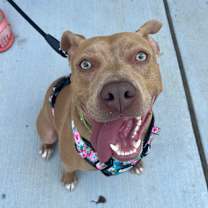 Thumbnail photo of Goldie #1