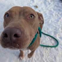 Thumbnail photo of Goldie #2