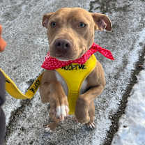 Thumbnail photo of Goldie #3