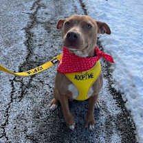 Thumbnail photo of Goldie #4