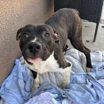 Thumbnail photo of FLETCH #3