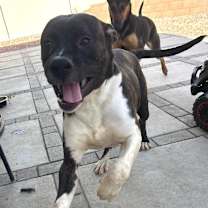 Thumbnail photo of FLETCH #4